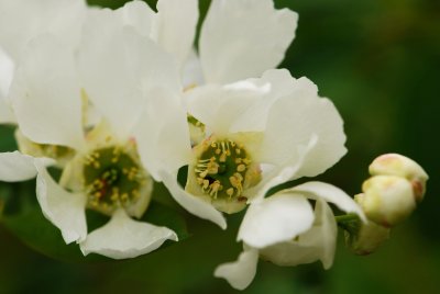 Exochorda serratifolia - hroznovec pilolistý - květ